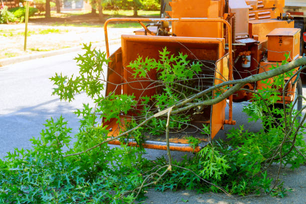 Best Hedge Trimming  in Penn Valley, CA