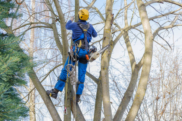 Best Tree Disease Treatment  in Penn Valley, CA