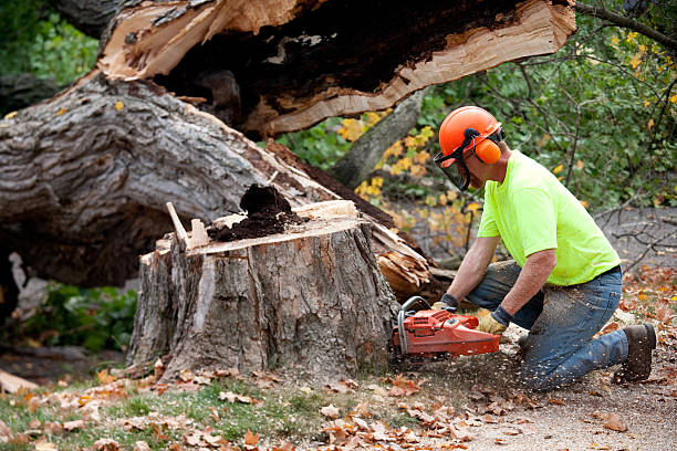 Best Leaf Removal  in Penn Valley, CA