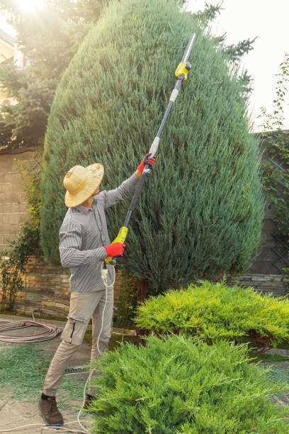 Best Tree Removal  in Penn Valley, CA